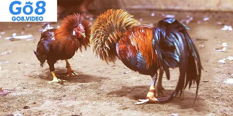 Các hình thức chọi kê cực hot trên thị trường