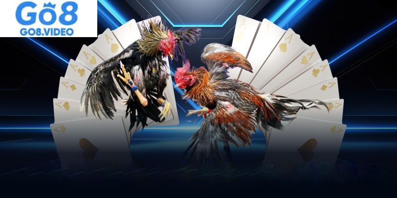 Đá gà Go8 cung cấp cho người chơi nhiều dịch vụ uy tín