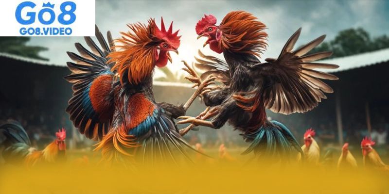 Sảnh đá gà Go8 được nhiều chuyên gia đánh giá cực tốt